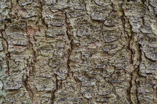 Background With Clsoesup Texture Of An Old Cork Tree