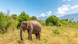 Fototapeta Sawanna - An Indian elephant in the Udawalawe National Park, Sri Lanka.