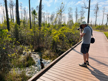 A Man Stops To Take Photos An Alligator Along Chesser Island Boardwalk At The Okefenokee National Wildlife Refuge Near Folkston, Georgia.