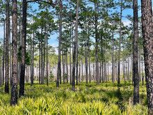 A Forest Of Pine Trees And Saw Palmetto At Okefenokee National Wildlife Refuge.