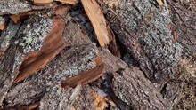 Decorative Bark Collected From A Pine Tree. Brown Shavings Bark Particles For Decorative Paths, Flower Beds, As Flooring For Playgrounds.