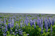 canvas print picture - Lupinenfelder, Lupinus nootkatensis hier im Süden von Island in der Nähe von Vik haben dem isländischen Sommer eine neue Farbe hinzugefügt. Die Lupine ist jedoch als invasive Art eingestuft.