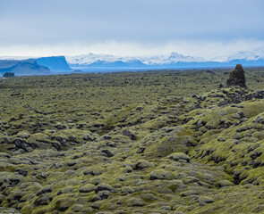 Wall Mural - Scenic autumn green lava fields near Fjadrargljufur  Canyon in Iceland. Green  moss on volcanic lava stones.  Unique lava fields growth after Laki volcano eruption.