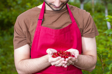 Wall Mural - Young man handful harvesting currant fresh red fruits on a summer day. Farmer guy temporary seasonal worker contractual, interim, casual staff, with berries in garden