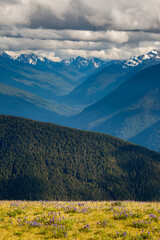 Wall Mural - Hurricane Ridge in Olympic National Park, Washington