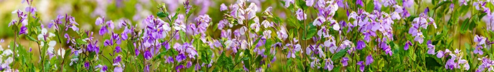 Wall Mural - panoramic view of Violet orychophragmus. panoramic view of wild flower and wild grass	