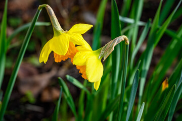 Sharing secrets, cheerful yellow daffodils leaning towards each other, signs of spring
