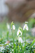 © Kazu - Common snowdrop (Galanthus) in Japan in early spring