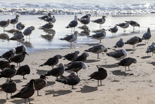 Seagulls Preening 