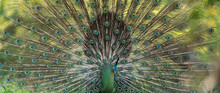 Green Peafowl Feathers In Closeup