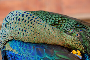 Wall Mural - Green peafowl feathers in closeup