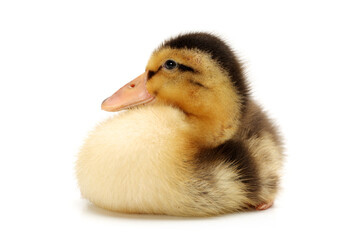 Wall Mural - Duckling on white background