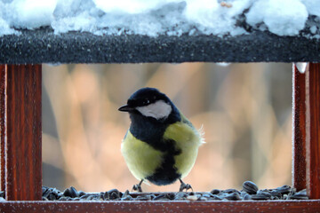 Wall Mural - The male great tit with a black tie in a zigzag shape sitting in a wooden bird feeder, some snow on the roof, blurred background