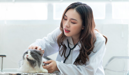 Asian female veterinarian examining a cat's medical condition