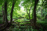 Fototapeta Krajobraz - lively dense forest in summer
