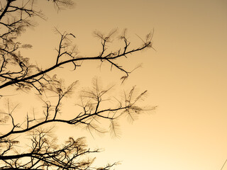 Wall Mural - The Tree without Leaf