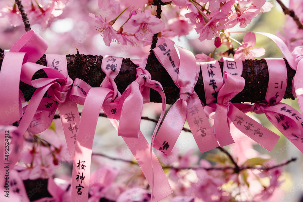 桜神宮 河津桜 縁結びの木 花帯 の Stock フォト | Adobe Stock