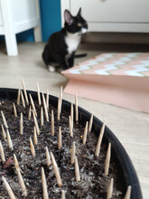 Protection Of House Plants From Cats. Spikes. Toothpicks.