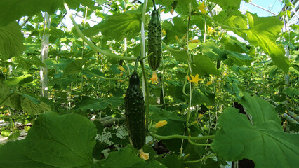 Industrial greenhouse for growing vegetables. Cultivation and selection of vegetables on greenhouse agricultural land, for commercial sale.