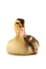 Canvas Print - Duckling on white background