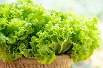 Canvas Print - Green lettuce.