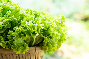 Canvas Print - Green lettuce.