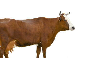 Wall Mural - Brown cow standing on grass isolated on a white