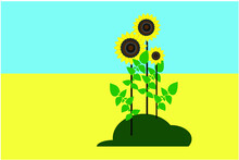 Three Sunflowers Against The Background Of The Ukrainian Flag. Vector Illustration For Poster Design, Postcard, Cover, Banner