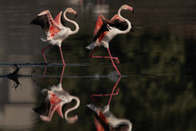 A Pair Of Greater Flamingos Landing At Tubli Bay In The Morning With Striking Reflection, Bahrain