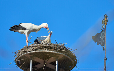 Wall Mural - couple of wihite storks, ciconia ciconia, in their nest on a chuch roof in upper Swabia, Baden Wuerttemberg, Germany