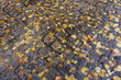 Pavés mouillés avec feuilles mortes dorées