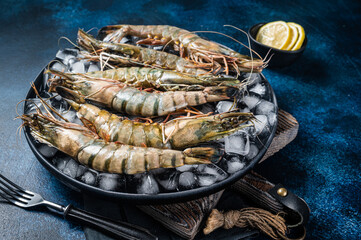 Wall Mural - Giant Black tiger prawns shrimps on a plate with ice. Raw Seafood. Blue background. Top view