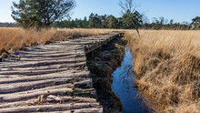 Wooden Log Path Over Marshy Ground Between Water And Brown Wild Grass With Green Trees In Blurred Background, Sunny Day In Dutch Nature Reserve Natuurpoort Vennenhorst, North Brabant, Netherlands