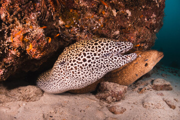 Wall Mural - Moray Eels nestled in colorful coral reel