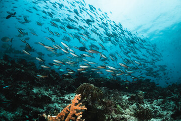 Wall Mural - Colorful schooling reef fish, underwater photography