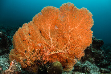 Wall Mural - Orange sea fan, coral reef, underwater photography