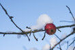Frozen apples on the tree. Apples covered with snow. Unharvested fruit on a tree in winter.