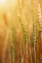 Golden Wheat Field At Sunset.  Harvest And Food Concept.