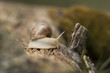 Snail crawling on a tree. Big snail in shell (Helix pomatia also Roman snail, Burgundy snail).