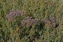 Closeup Of Bright Purple Sea Lavender Flowers In A Salt Marsh - Limonium