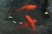 Red Fish  In The Frozen Pond 