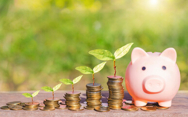 Wall Mural - money saving and investing for business investment finance and banking concept. green plant leaves growth on row of coin stack and piggy bank on wood table with green blur nature background.