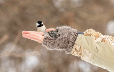 Wall Mural - a black-capped chickadee perches on the side of a human hand preparing to take an offered sunflower 