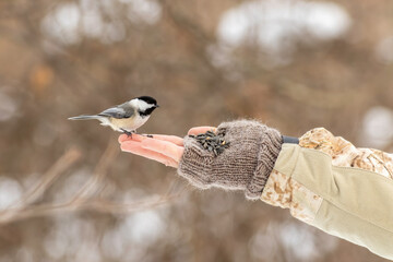 Wall Mural - a black-capped chickadee coming to a hand to feed on bird seed.