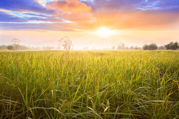 Rice field and sky background at sunset time with sun rays. organic rice field background with sunlight. other name called paddy , rough rice , unhusked.