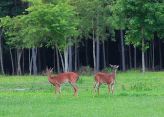 Poster - Whitetail deer couple