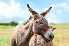 Grey Donkeys In Wildlife Sanctuary