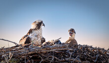 Osprey With Young In Nest