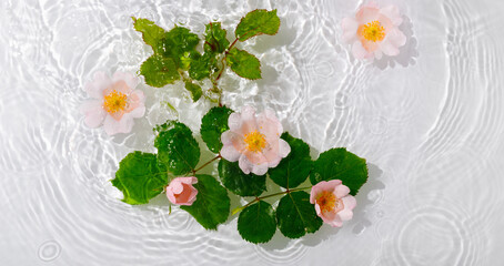 Wall Mural - Beautiful rose petals macro with drop floating on surface of the water close up. It can be used as background.