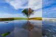 Tree by a lake, A collage of season . All seasons in one photo. Winter, spring, summer and autumn. 3D Illustration